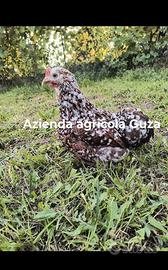 Galli galline brahma