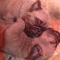 CUCCIOLI Di CANE CORSO