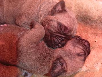 CUCCIOLI Di CANE CORSO