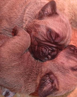 CUCCIOLI Di CANE CORSO