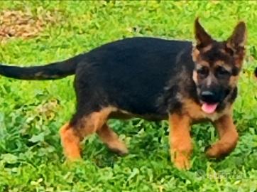 Femmina pastore tedesco di 3 mesi