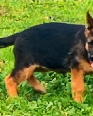 Femmina pastore tedesco di 3 mesi