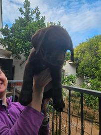 Ultimo labrador chocolade