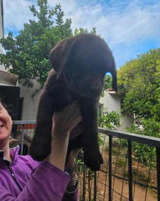 Ultimo labrador chocolade