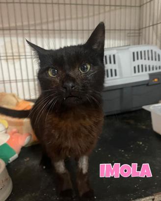 Imola gattina nera di 1 anno