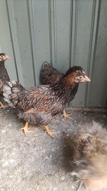 Wyandotte taglia grande