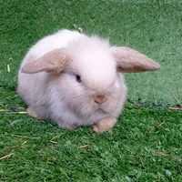 Conigli razza mimilop