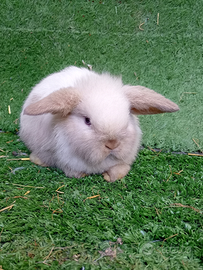 Conigli razza mimilop