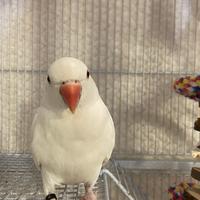 Parrocchetto dal collare albino 9 mesi