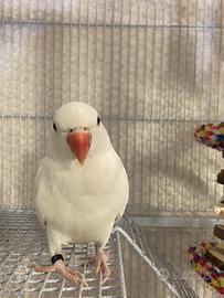 Parrocchetto dal collare albino 9 mesi