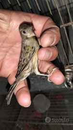 Canarini di razza spagnola