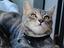 Immagine 5