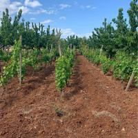 Madonna della Stella Rutigliano terreno di 3334mq