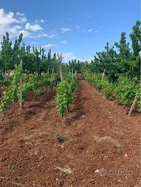 Madonna della Stella Rutigliano terreno di 3334mq