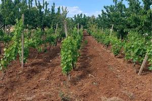 Madonna della Stella Rutigliano terreno di 3334mq