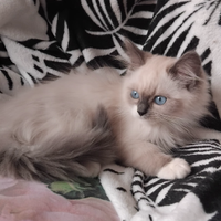 Ragdoll micini disponibili