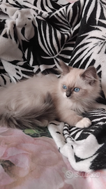 Ragdoll micini disponibili