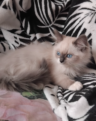 Ragdoll micini disponibili