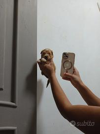 Cucciola mini