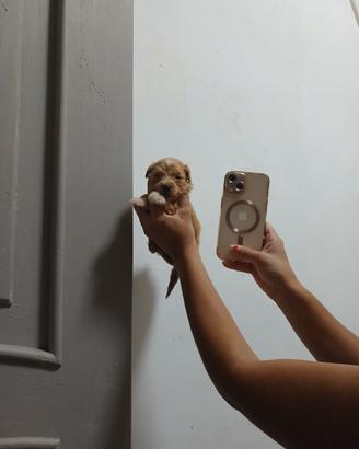 Cucciola mini
