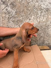 Cuccioli Segugio dell'Appennino puri