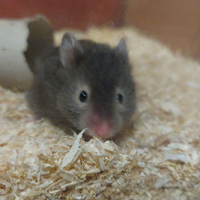 Criceto dorato siriano