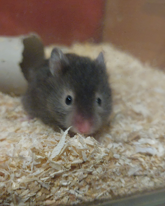 Criceto dorato siriano