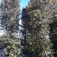 Siepe barriera fonoassorbente di quercia leccio