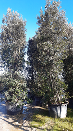 Siepe barriera fonoassorbente di quercia leccio