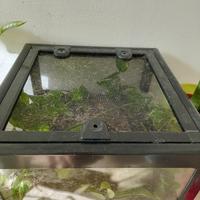 te a per piccoli rettili