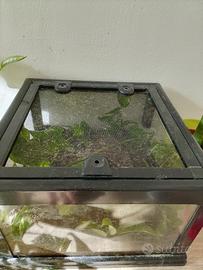 te a per piccoli rettili