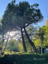 Legna in cambio del taglio alberi