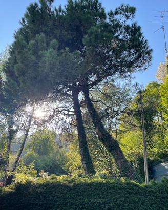 Legna in cambio del taglio alberi