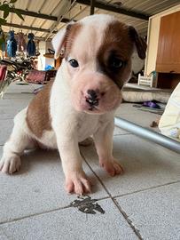 Cucciola meticcia- mix pitbull