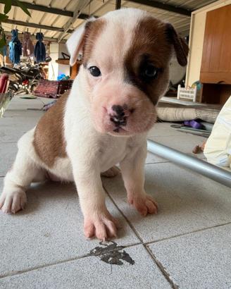 Cucciola meticcia- mix pitbull