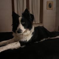 Border collie maschio