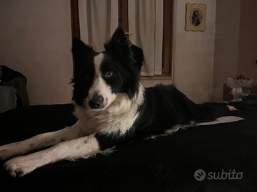 Border collie maschio