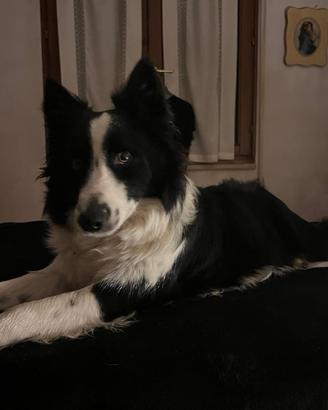 Border collie maschio