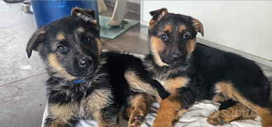 Cucciolo pastore tedesco