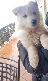 Pastore Svizzero Bianco