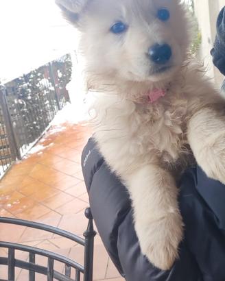 Pastore Svizzero Bianco