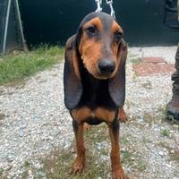 Cucciolo Segugio italiano