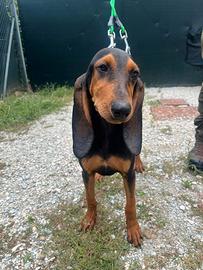 Cucciolo Segugio italiano