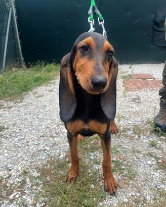 Cucciolo Segugio italiano