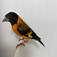 Cardinalini del venezuela
