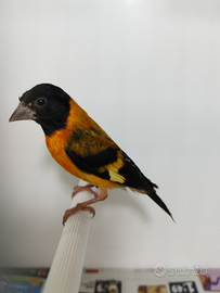 Cardinalini del venezuela