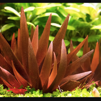 Xyris Red piante per acquario