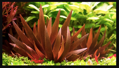 Xyris Red piante per acquario