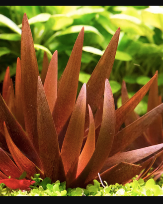 Xyris Red piante per acquario