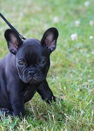 Bouledogue francese
